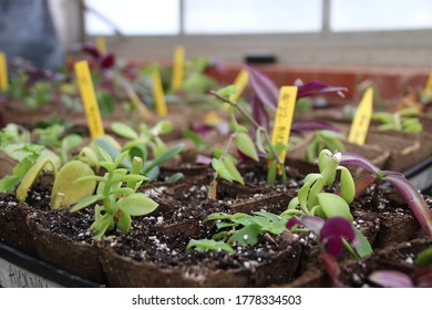 Botany Student Plant Cuttings Tray