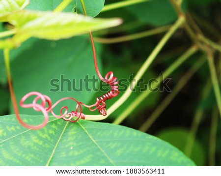 In botany, a tendril is a slender threadlike appendage of a climbing plant. It grows in a spiral form that stretches out and twines round any suitable support.