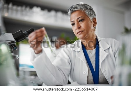 Botany, test tube and senior female scientist doing research, experiment or test on plants in lab. Ecology, glass vial and elderly woman botanist studying leaves in eco friendly science a laboratory.