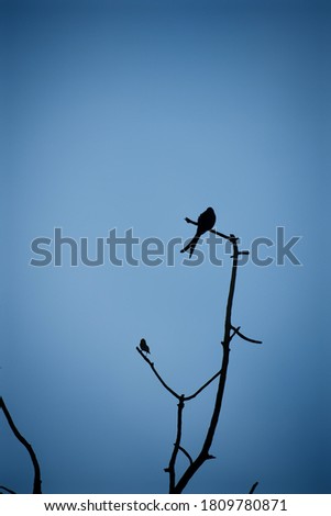 Similar – Image, Stock Photo COMPETITION Bird Starling