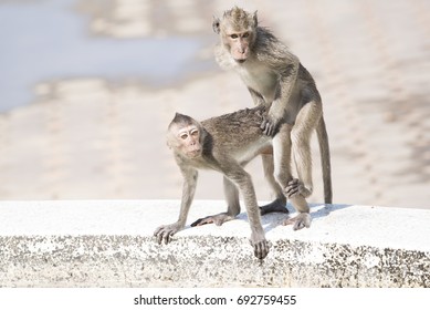 Sorry, Women having sex with a monkey apologise Congratulate, Women having sex with a monkey
