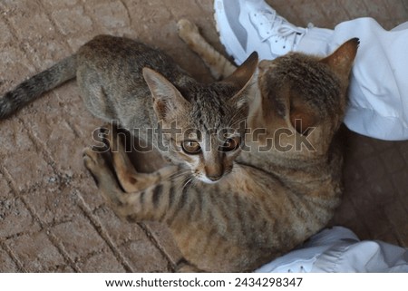 Both mother and daughter cats, with tiger-like fur, rest peacefully beside your legs and shoes, showcasing their affectionate bond and adding warmth to the scene.