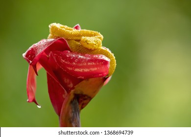 Bothriechis schlegelii, the eyelash viper, is a venomous pit viper species found in Central and South America
