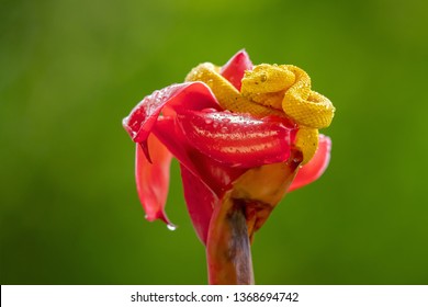 Bothriechis schlegelii, the eyelash viper, is a venomous pit viper species found in Central and South America