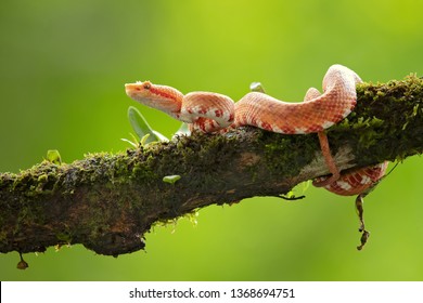 Bothriechis schlegelii, the eyelash viper, is a venomous pit viper species found in Central and South America