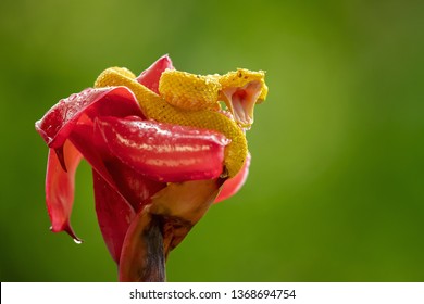 Bothriechis schlegelii, the eyelash viper, is a venomous pit viper species found in Central and South America