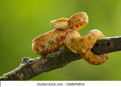 Bothriechis schlegelii, the eyelash viper, is a venomous pit viper species found in Central and South America