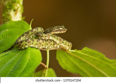 Bothriechis schlegelii, the eyelash viper, is a venomous pit viper species found in Central and South America.