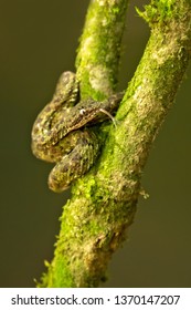 Bothriechis schlegelii, the eyelash viper, is a venomous pit viper species found in Central and South America.