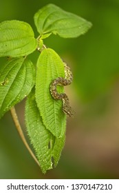 Bothriechis schlegelii, the eyelash viper, is a venomous pit viper species found in Central and South America.