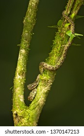 Bothriechis schlegelii, the eyelash viper, is a venomous pit viper species found in Central and South America.