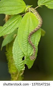 Bothriechis schlegelii, the eyelash viper, is a venomous pit viper species found in Central and South America.