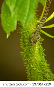 Bothriechis schlegelii, the eyelash viper, is a venomous pit viper species found in Central and South America.