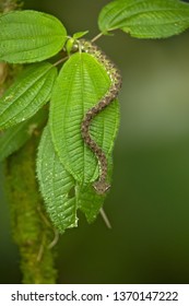 Bothriechis schlegelii, the eyelash viper, is a venomous pit viper species found in Central and South America.