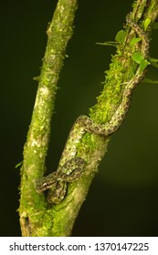 Bothriechis schlegelii, the eyelash viper, is a venomous pit viper species found in Central and South America.