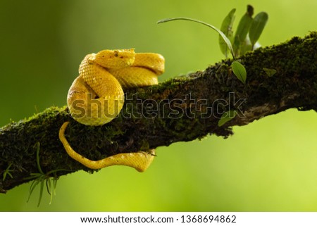 Similar – Close-up of a yellow caterpillar