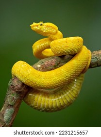 Bothriechis schlegelii, known commonly as the eyelash viper, is a species of venomous pit viper in the family Viperidae. The species is native to Central and South America. - Shutterstock ID 2231215657