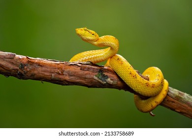 297 Palm Pit Viper Images, Stock Photos & Vectors | Shutterstock