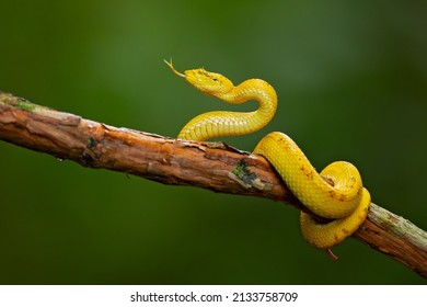 297 Palm Pit Viper Images, Stock Photos & Vectors | Shutterstock