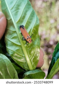 Bothrogonia : Remining in the Leaf