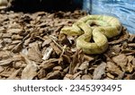 Bothrops insularis snake, known as the Golden lancehead. Endemic to Ilha da Queimada Grande, off the coast of Sao Paulo state, in Brazil