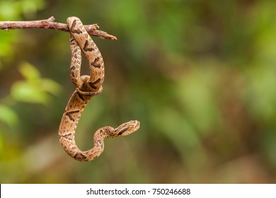 Bothrops Jararaca On A Twig