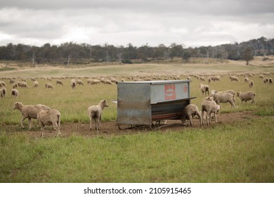 Bothwell, Tasmania, Australaia, March 27, 2013: View Of Sheep Grazing And Feeding From Feed Grain Bins On A Farm Paddock