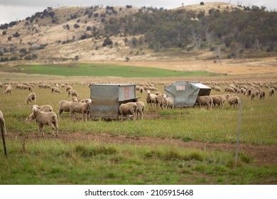 Bothwell, Tasmania, Australaia, March 27, 2013: View Of Sheep Grazing And Feeding From Feed Grain Bins On A Farm Paddock