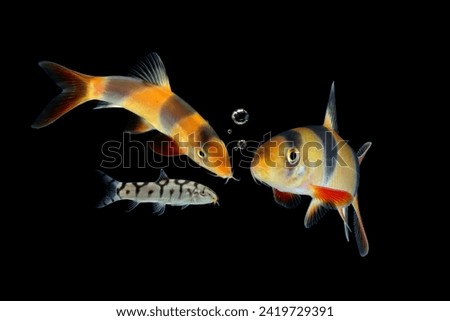 Botia clown fish closeup in the water, Large clown loach in fish tank (Chromobotia macracanthus)