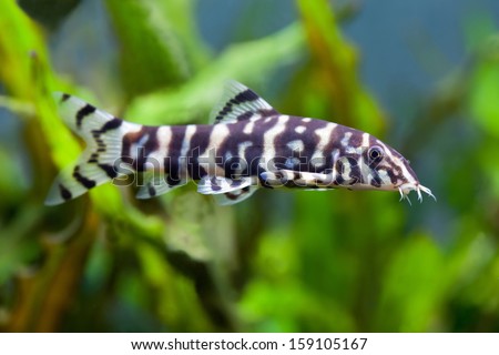 Botia histrionica Aquarium fish. Freshwater tank. Green and blue background. striped fish. zebra fish.