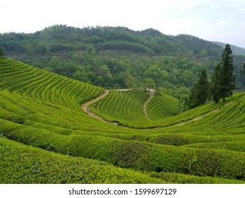 Botjae Green Tea Field Scenic Area In Boseong County, South Jeolla Province