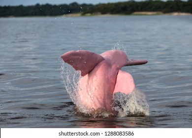 Pink River Dolphin High Res Stock Images Shutterstock