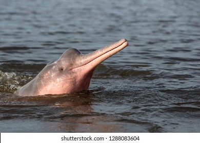 Amazon River Dolphin Images Stock Photos Vectors Shutterstock