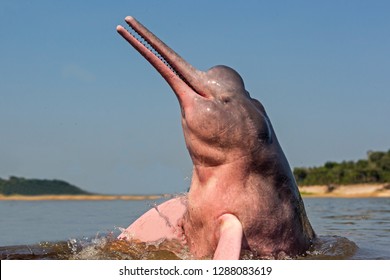 Amazon River Dolphin Images Stock Photos Vectors Shutterstock