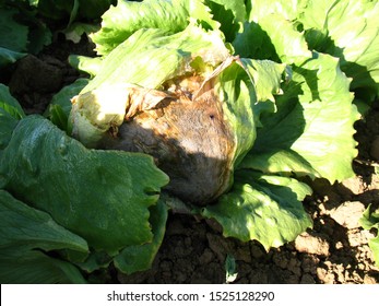 Botrytis Cinerea, Disease On Lettuce