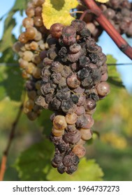 Botrytis Cinerea Or 'noble Rot' On A Bunch Of Grapes