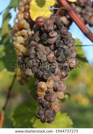 Botrytis cinerea or 'noble rot' on a bunch of grapes [[stock_photo]] © 