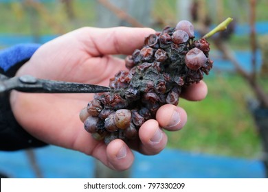 Botrytis Cinerea In Riesling Italian Grape