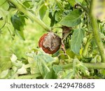 Botrytis gray mold caused by fungus Botrytis cinerea on tomato fruit with dense gray brown spore mass on infected fruit