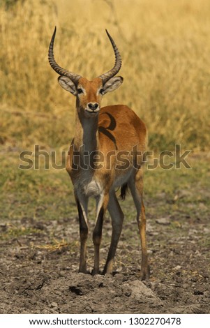 Similar – Waterbuck in Lake Samburu National Park, Kenya