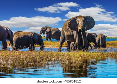 Botswana Chobe National Park, The River Zambezi. Herd Of Elephants Come To Drink