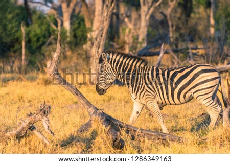 Botswana. Okavango Delta. Khwai concession. Burchell's zebra (Equus quagga burchellii).