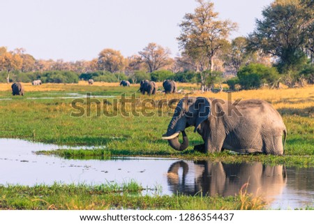 Botswana. Okavango Delta. Khwai concession. Elephant ( Loxodonta africana) drinking.