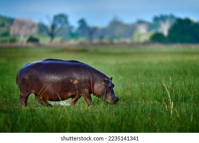 Botswana, wildlife, Hippo i green grass, wet season, danger animal in the water. African landscape with hippo. Hippopotamus amphibius capensis, with evening sun, animal in the nature.   