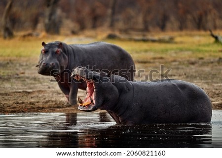 Botswana wildlife. Hippo with open mouth muzzle with toouth, danger animal in the water. Detail portrait of hippo head.  Hippopotamus amphibius capensis, with evening sun, animal in the nature.