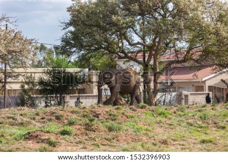 Botswana's Growing Elephant Population Creates Conflict with Humans, residents in the villages agree to lift the ban