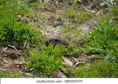 Bottas Pocket Gopher At Golden Gate Park