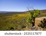 Botterbome (Tylecodon paniculatus) at Botterkloof Pass between Clanwillam an Calvinia, Western Cape, South Africa