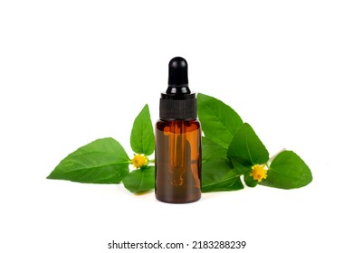 Bottle Of Acmella Oleracea, Paracress Or Toothache Plant Extract Isolated On White Background.