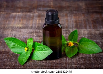 Bottle Of Acmella Oleracea, Paracress Or Toothache Plant Extract On Rustic Wooden Table.